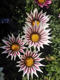 جازانيا • زهرة نجمة • باباتيا بودروم