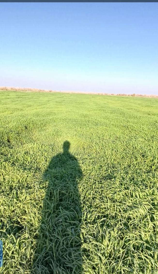 السلام عليكم
جاير دغل وبرسيم 18 دونم  قطاع 1؟
الاتصال ***********
