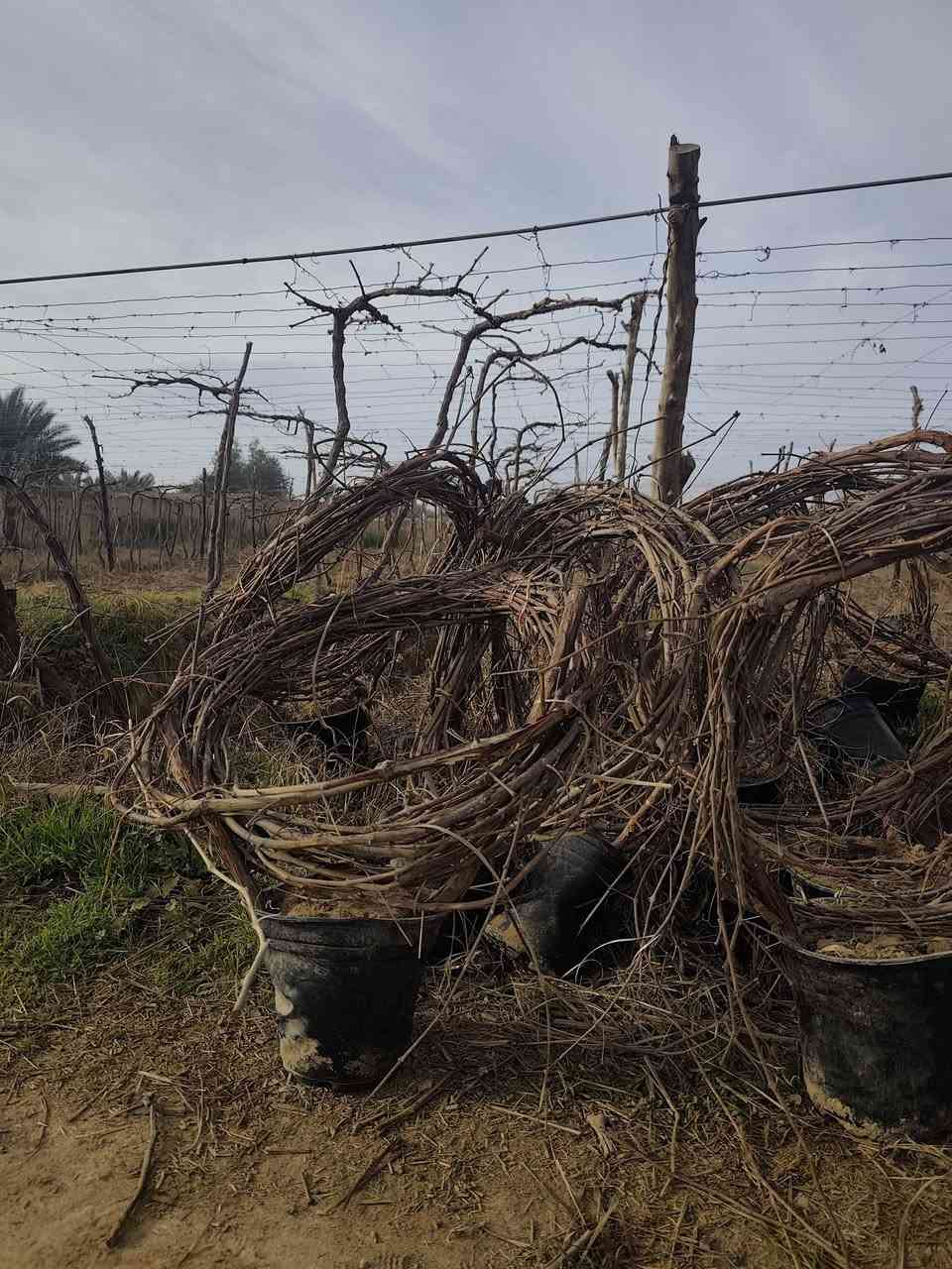 يوجد شتل حلوان اصلي


**إذا كنت صاحب هذا الإعلان وتريد حذفه لأي سبب، رجاءا أرسل رسالة إلى الدعم الفني**