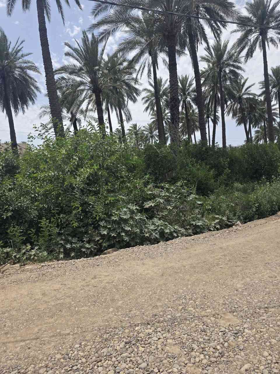 السلام عليكم ورحمة الله وبركاته 🫱🏽‍🫲🏻
اراضي زراعيه 🏞 للبيع طابو صرف المساحات مختلفه دونم دونمين نصف دونم الواجهات مختلفه
حسب الامكانيه 🌺
الموقع مُمَيز جداً ‼️
العنوان: بغداد /شاطئ التاجي /قُرب جسر الذراع 
للاستفسار الاتصال على الارقام الاتيه 
كورك: ***********📞
أسيا: ***********📞
#مكتب_ديرتنا_للعقار🏢
#بإدارة_أحمد_أبومصطفى 
تواصلو معنا وسنكون بخدمتكُم🌹
