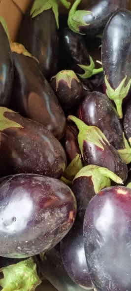 علوة ابو عدنان واولاده ترحب بكم
السلام عليكم ورحمة الله وبركاته
الهم صلي على سيدنا محمد واله واصحابه اجمعين وبفضل الله عزوجل وصلنا مسواق اليوم الثلاثاءولله الحمد
راوه فلكة البلديه ركن شارع الجسر بين الفرن ومكتب البساط الاخضر***********يوجد توصيل
فراوله موز  كيوي تفاح احمر
لالنكي برتقال ابو صره ليمون حامض
رمان يمني رمان سوري رمان مصري
طماطه خيار
بنجان سوري شجر سوري
بصل يابس اخروبنفسجيوابيض ثوم 
ادوات طرشي
لهانه حمره لهانه بيضه قرنبيط
شلغم شوندر تفاح القاع
رقي سوري بطيخ سوري قرع مال راوه
ودمتم حيكم الله واهلا وسهلابكم
