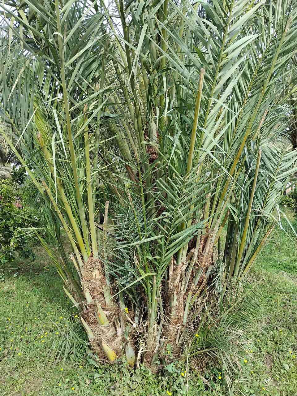 السلام عليكم يوجد تال زاهدي للبيع سعر التاله 10 مشلوع وكامل اي استفسار تواصل خاص او الاتصال على رقم ***********
