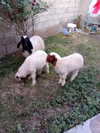 طليان للبيع السعر 400 مكان بغداد المدينه 07706953510 شراي يتصل بالخدمه