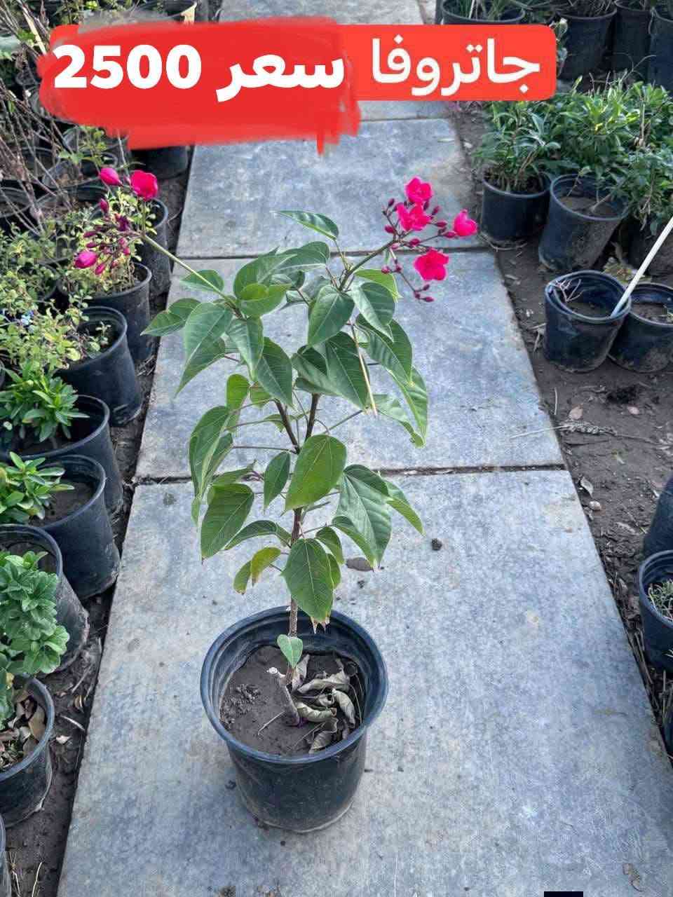 نباتات شمسي مقاومات
الأسعار مذكورة داخل صور
الحجز والاستفسار مراسلة ع الخاص 🌾🌾 
توصيل فقط 
سبع البور توصيل 1000

بائعة الورد 🌺🥰🥰


**إذا كنت صاحب هذا الإعلان وتريد حذفه لأي سبب، رجاءا أرسل رسالة إلى الدعم الفني**