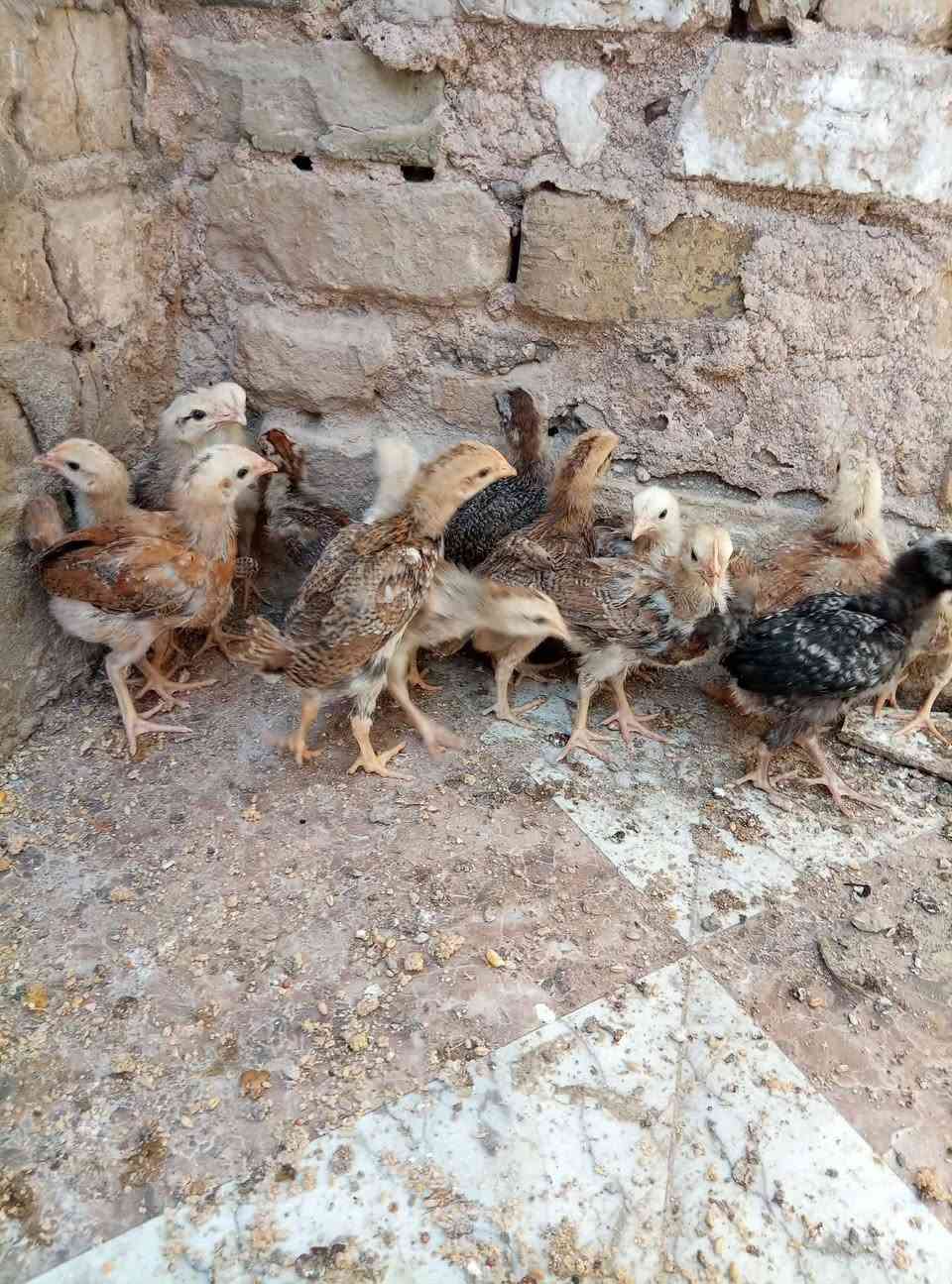 متاح افراخ كويتي عمر شهر وشويه صحه ونشاط فول مكان المحاويل حي ابو زديره الشراي يرسلني او يتصل ***********
