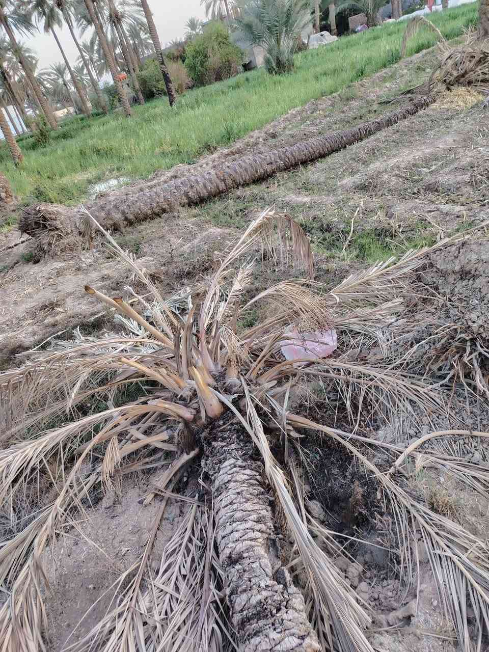 الي يحتاج  جذوع خلي يجي ياخذهن علما النخل عدل وتم قلعه بسبب عمره وطوله. اكثر من ١٥ نخله يجي ياخذهن بثواب راعيهن
العنوان الحمزه الغربي / العويسات/ ***********
