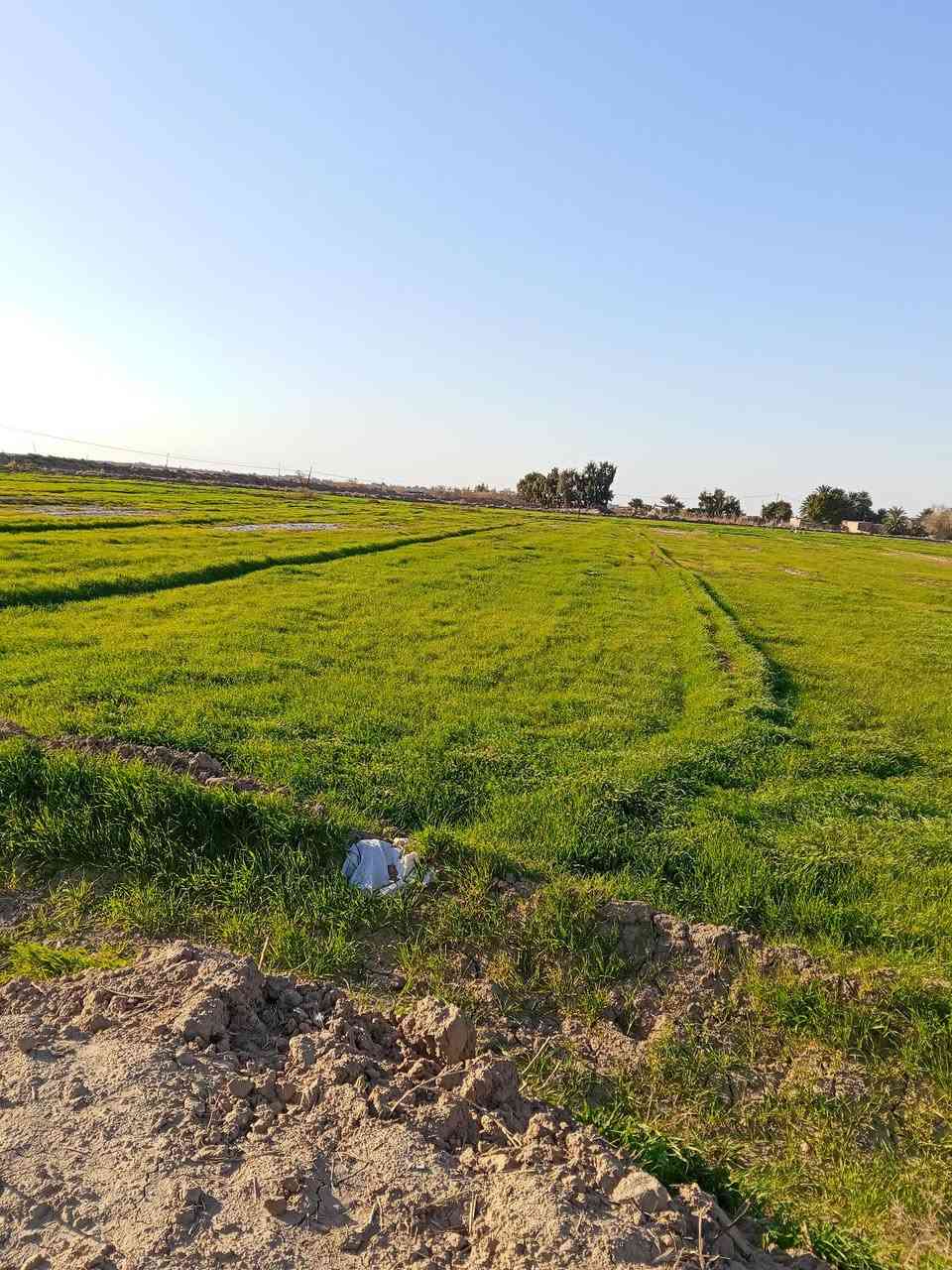 شعير سفح للبيع  المكان كوت قضاء الموفقية
***********
