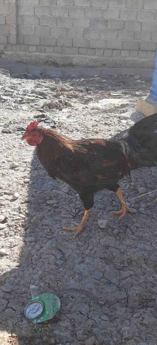 السلام عليكم ديوك عرب فول اسمان رقم واحد للبيع
الرقم ***********
