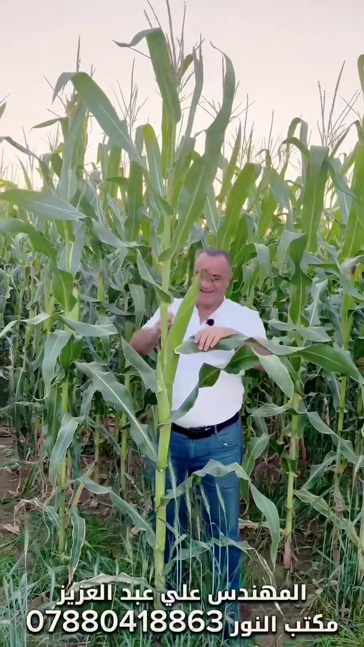 الذرة 🌽 الصفراء صنف  Bc 678  بعد التسميد بالهيومك السلوفاكي 🇸🇮
فديو من العام الماضي  في ناحية العلم  محافظة صلاح الدين  .


**إذا كنت صاحب هذا الإعلان وتريد حذفه لأي سبب، رجاءا أرسل رسالة إلى الدعم الفني**
