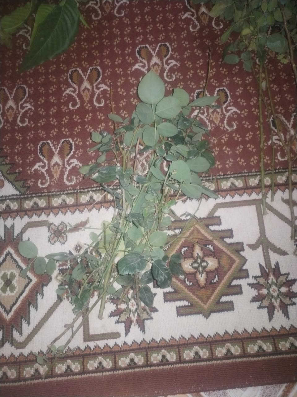 بسم الله الرحمن الرحيم 
حمله ميسان الخير 
الى روح سيدي مومولاي السيد الشهيد محمد محمد صادق الصدر قدس الله سره الشريف اقلام منوعه مجاني
اقلام منوعه 
اقلام جهنمي ابيض 
اقلام جهنمي احمر فاتح 
اقلام تكي عراقي 
اقلام تكي كندي 
اقلام زيتون
اقلام ورد جوري عراقي سلطاني عطري
اقلام ورد جوري ايطالي 
اقلام ورد الميناء
اقلام ورد رازقي عطري 
اقلام عنب 
بس ارجو منكم قراءة الفاتحه او الدعاء الى روح سيدي مومولاي السيد الشهيد محمد محمد صادق الصدر قدس الله سره الشريف 
مشتل الزهراء في ميسان ع العماره بستان دور النفط شارع مقبره الصابئه قرب جملونات بيت العنتاكي للدواشك والحصران داخل الفرع 
***********
***********
