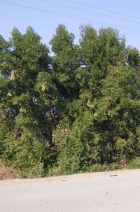 شجر كابرس شالعه بس يجي يشيله ليريده خلي يتصل 07852666989