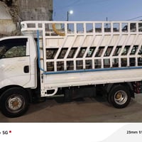 خوان عندي محجل مال كيه فحل تك قماره للبيع  رقم 07705559622 اسيا 075172...