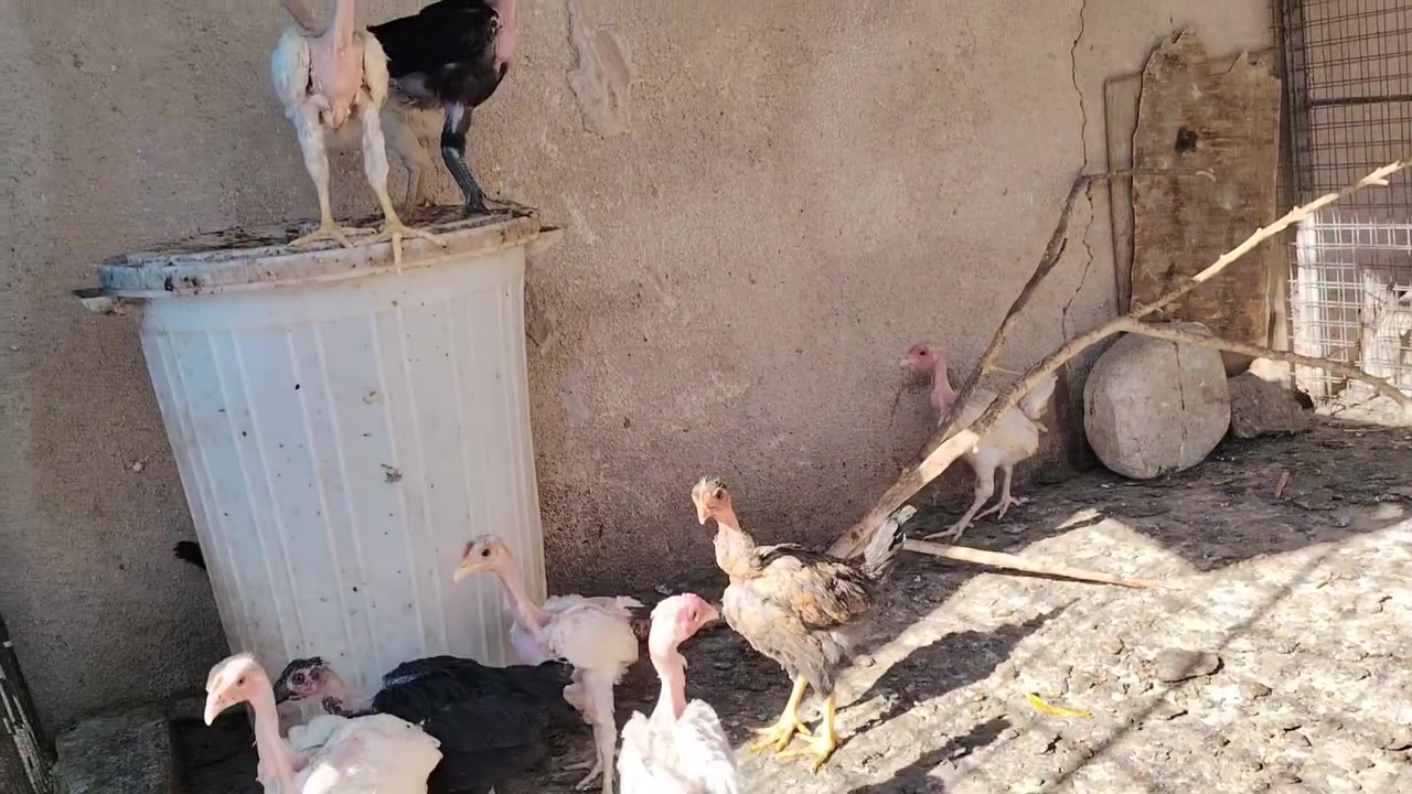 متاح افراخ عرب ابو ركيبة الزوج ب 12


**إذا كنت صاحب هذا الإعلان وتريد حذفه لأي سبب، رجاءا أرسل رسالة إلى الدعم الفني**
