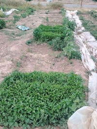 فلفل بارد • اميرال • بذنجان برشلوني