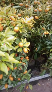 مشتل طيبه • القائم • برتقال ياباني