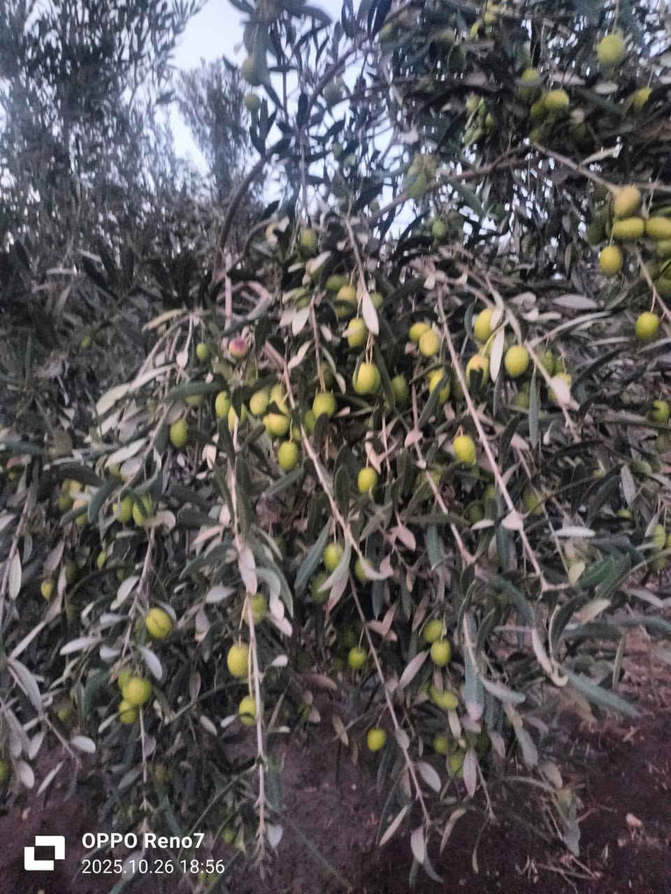 🌿🏡 فرصة استثمارية نادرة للبيع نواحي برشيد – طريق الربيع 🏡🌿

💎 إذا كنت تبحث عن الهدوء، الطبيعة، والاستثمار المضمون، فهذه فرصة لا تتكرر!

📍 الموقع: نواحي برشيد – طريق الربيع
📏 المساحة: 1 هكتار و600 متر مربع
📜 الوضعية القانونية: محفظة 100% (Titre Foncier)

✨ مميزات العقار:
✅ أرض مسيجة بالكامل
✅ سكن للعساس 🏠
✅ هنكار صغير 🚜
✅ شاطو (Château d'eau) 💧
✅ أشجار زيتون مثمرة 🌳🫒
✅ بئر ماء صالح للاستعمال 💦
✅ تبعد فقط 500 متر عن الطريق المعبدة (Route goudronnée) 🛣️
✅ على بعد 10 كلم فقط من مدينة برشيد 📍
✅ منطقة هادئة وآمنة ومناسبة للسكن أو الاستثمار الفلاحي 🌿

💰 الثمن: 180مليون سنتيم فقط
🤝 قابل للنقاش للجادين

🔥 مناسبة لإنجاز فيرمة، مشروع فلاحي، استراحة عائلية أو استثمار طويل الأمد.

📞 للمزيد من المعلومات أو لتحديد موعد للزيارة، المرجو التواصل معنا. 0619241773 الدروة, برشيد


**إذا كنت صاحب هذا الإعلان وتريد حذفه لأي سبب، رجاءا أرسل رسالة إلى الدعم الفني**