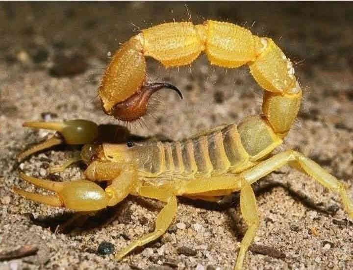 ماطور البيع 350 ماطور مكفول كامل تشقل وبجهك ع شارع ***********حزيران كركوك
