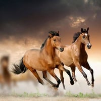 نادي فروسيه • خيول للبيع • ليلان