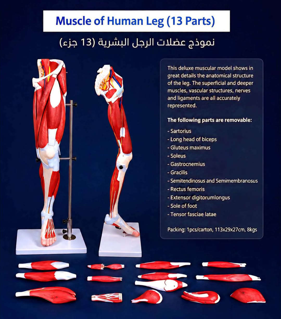 ميديكال بيوتي | Medical Beauty
الوكيل الحصري لـ شركة Aphrodite
تقدم لكم 

مجسمات طبية للعيادات ومراكز التجميل أو التدريب الطبي
للحجز ولمعرفة الأسعار يرجى التواصل عبر الواتساب: ***********
