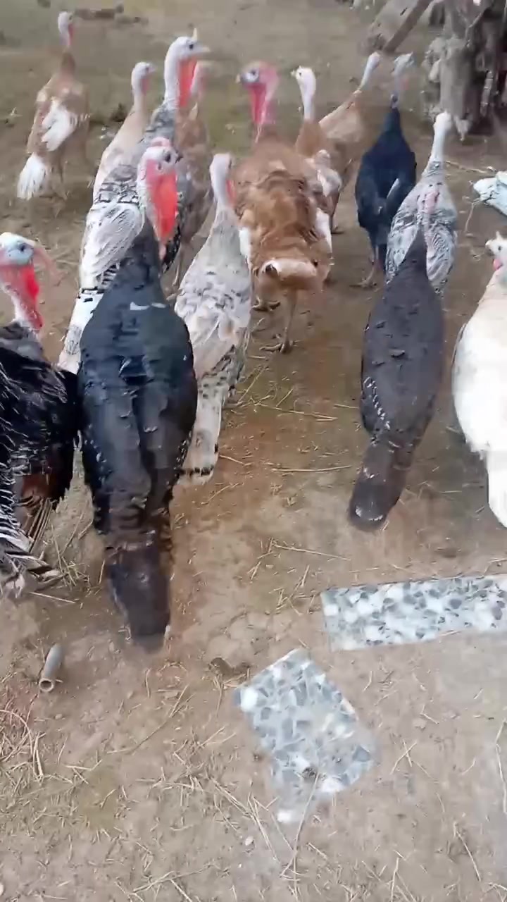 من رخصت مدراء الكروبات المحترمين للبيع 10 نثايه فسيفس + 4 افحل عرب اصلي عنواني بابل محاويل قرب معارض السيارات ***********
