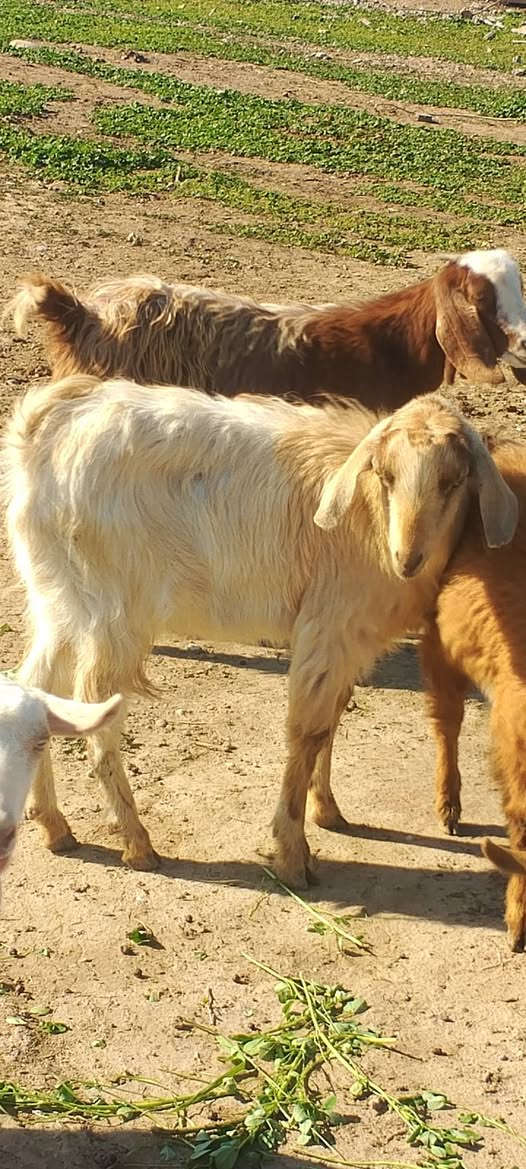 متاح صخلات حلوات تريد جني تريد ربط بيهن وحده غزاليه سعر الزوج اذا شلع ب250واذا تفريد كلمن وسعره يعني سعر الوحده125
***********
***********
