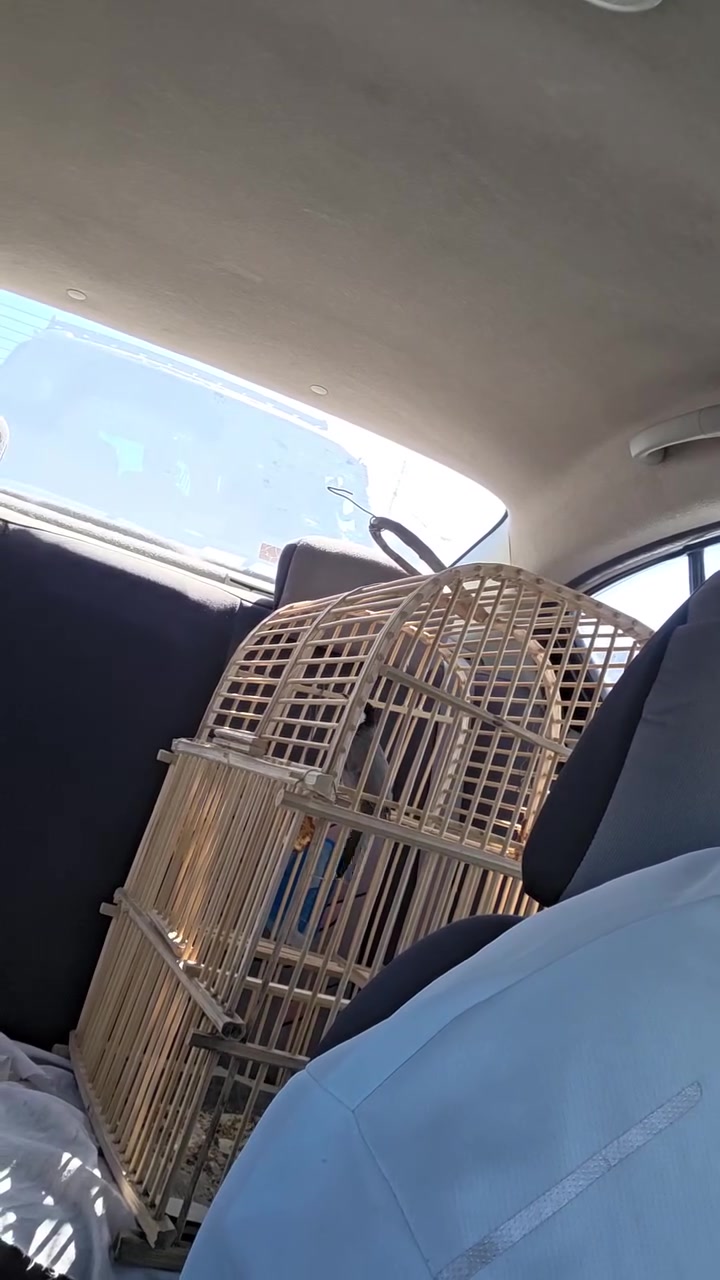 اخوان السلام عليكم متااح بلبل اليف ياكل من اليد طك جنح برواز يتعارك ويه اليد يعند مال 
اخ الخو امانت الله مال ديالئ الخالص خشانه
تجي تسمع وتاخذخ وتترحملي مكاني بل غزاليه 
هاتف *********** واتساب يوجد توصيل
