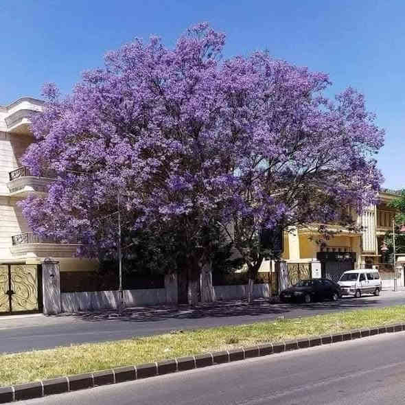 متوفر الان
ارتفاع الشتلة ..   اقل المترين  للحجز واتساب 
***********  العنوان بغداد الداوودي شارع هيل وزعفران خلف ثانوية الفضيلة      ... يوجد توصيل بغداد فقط 

شجرة الجكراندا 
تتميز برائحة اوراقها وازهارها ذات اللون البنفسجي 😎✋🏻
 تعريفية لشجرة الجاكرندا 
🌸الجاكرندا شجرة مزهرة شديدة التحمل للجفاف، وسريعة النمو، أوراقها جذابة مركبة ومزدوجة مترتبة بشكل متعاقب، وأزهارها جميلة زرقاء أو بنفسجية.
🌸تعد شجرة الجاكرندا من أشجار الزينة التي تخطف الأنظار لجمالها بسبب أزهارها الأرجوانية الجميلة، لذلك يمكن زراعتها في الأماكن والحدائق العامة بسبب قيمتها التزيينية.
🌸تعد شجرة الجاكرندا شجرة ظل نظرًا لحجمها الكبير الذي يأخذ شكل المظلة، وسماحها بمرور كمية قليلة من الضوء من بين أفرعها.
🌸يمكن لشجرة الجاكرندا أن تعيش لمدة تصل إلى 200 عام.
🌱 
🌱 - حافظ على التربة رطبة دائمًا عن طريق ريها بانتظام.
