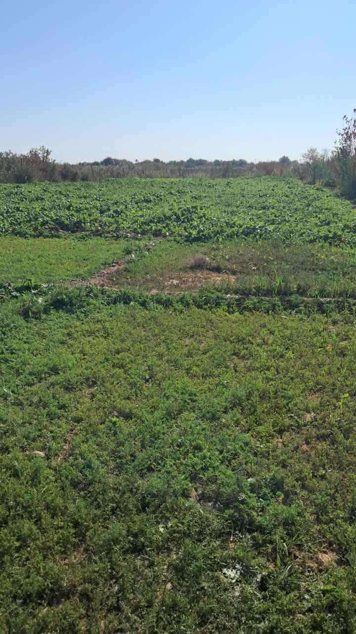 السلام عليكم 
أرض زراعي ٢ دونم مسيجه وبيها بير ماء وبيها رنبه اعلا من السده وبسعر مناسب ٢٧ وبيها مجال الأرض قريبه من معمل العلف الاتصال ***********
