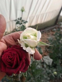 الهاشميه الجربوعيه • شتلات ونباتات • اشجار مثمرة وزينة