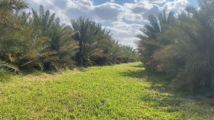 تتوفر دوانم وقطع طابو زراعي سند 25
خلف جامعة بابل - طريق حلة نجف - منطقة ابراهيم الخليل كذلك تتوفر بيوت للبيع بأنسب الأسعار 

تريد سكن تريد مزرعة تريد استثمار ما عليك الا تزورنا واحنه نوفرلك كل ما هو مطلوب والأسعار للدونم الواحد تبدأ

 من 35 مليون الى 100 مليون حسب الموقع والخدمات 

للأستفسار الأتصال ***********
