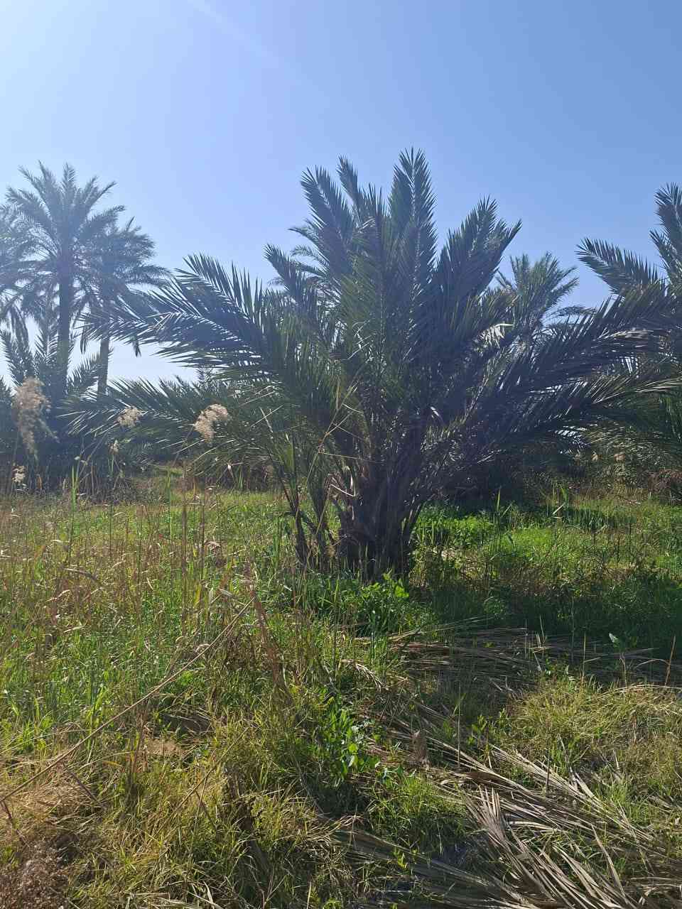 نخل برحي للبيع سعر لوحدة ب٢٥٠


**إذا كنت صاحب هذا الإعلان وتريد حذفه لأي سبب، رجاءا أرسل رسالة إلى الدعم الفني**