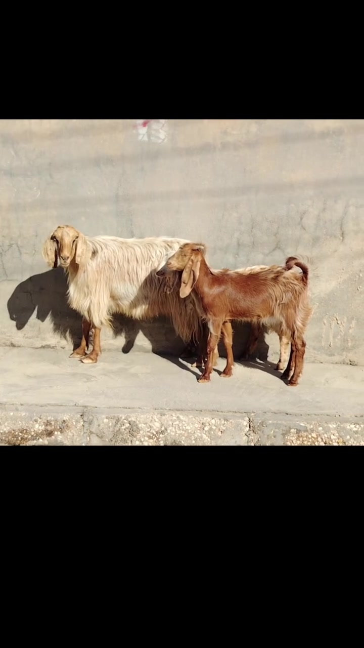 بسم الله ماشاء الله
للبيع عنز مال جنيه وراها توم صخلات
كفاله سن وشطر ونصاح مضروبه سفنجه ومعشره
فوك بناته جمه حلوه خشنه الي تعجبه يتواصل وياي
سعر ٥٤٠ الف
العنوان القائم الكرابله للتواصل
***********
***********
