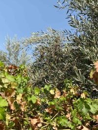 بستان ٣ دونم • طابو زراعي • بئر شرب