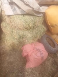 تبن كواني • كبسات • دبل