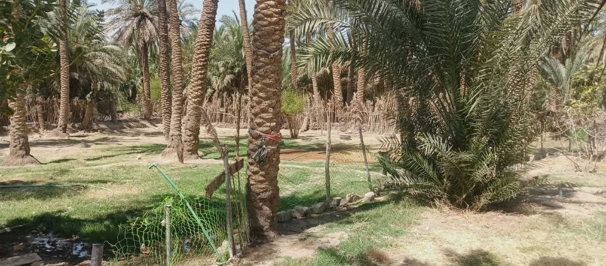 بيت مساحه ٧٠٠ بيه شقه ثانيه
وبستان دونكم وياه 
مراجعه هذا الرقم ‏ ‪***********‬‏
العنوان الخضر ال بوريشه
