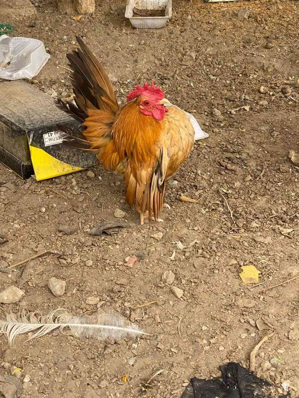 البيع دجاج براهمه وزينه دجاج دويج ابيض وطاوس وفراخ وبيض  وطيور حب ١٠ وي القفص


**إذا كنت صاحب هذا الإعلان وتريد حذفه لأي سبب، رجاءا أرسل رسالة إلى الدعم الفني**