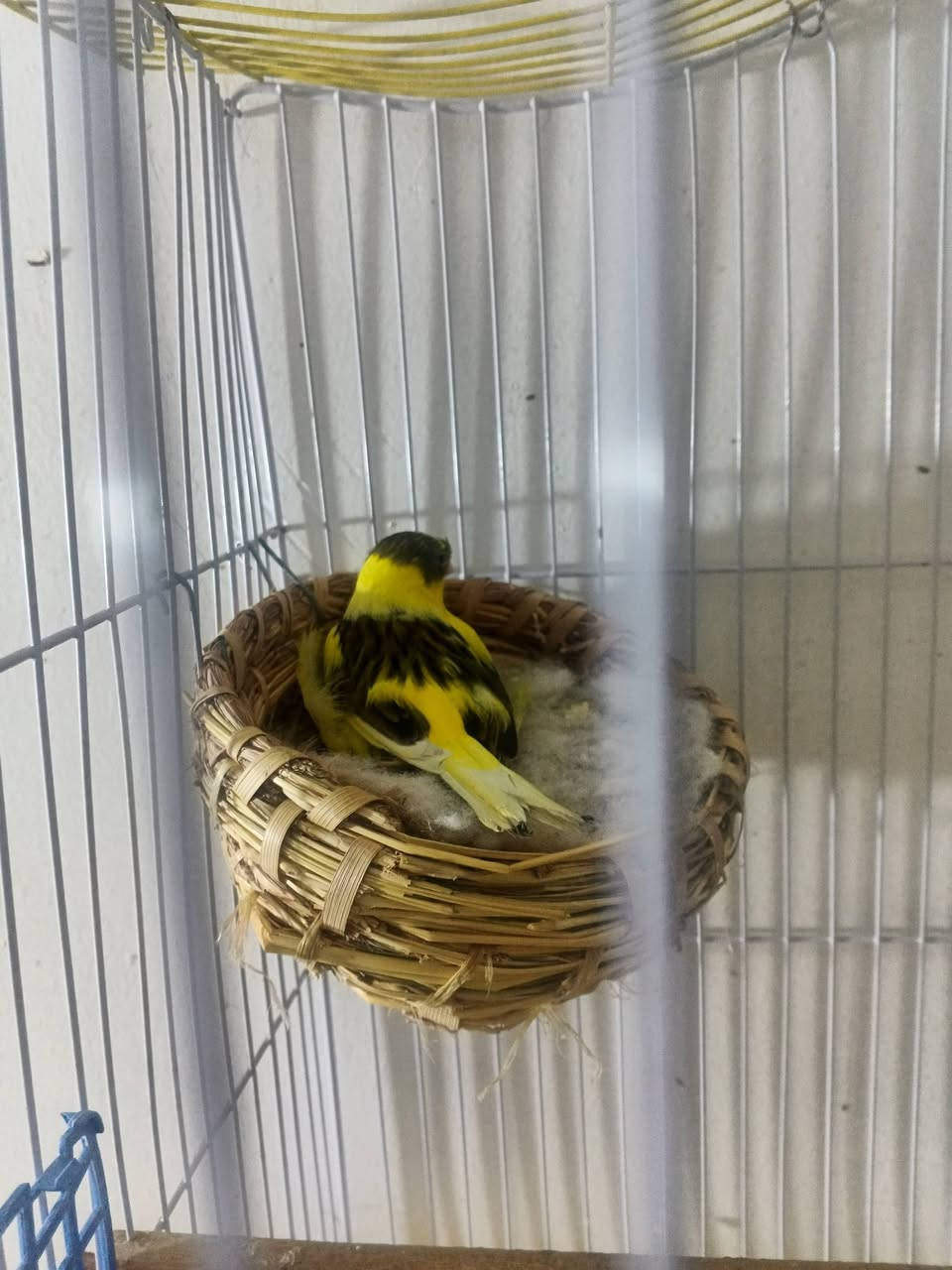 🕊️ زوج كناري مميز للبيع (الفحل مفتل) - مع القفص 🕊️
​
​الفحل: مفتل، صلاة على النبي قراية فول، وحالياً ساكت طبيعي لأن وياه النثية. بس تفصل النثية عنه يرجع يغرد ويفول.
​النثية: جاهزة ومأمنة، اليوم لو بعد باكر تبيض إن شاء الله.
​: البيع كامل مع القفص.
​
​السعر: 75 ألف دينار (قفل وبدون إحراج، السعر نهائي).
​المكان: ميسان - العمارة.
​للاستفسار أو الشراء، يرجى المراسلة على الخاص


**إذا كنت صاحب هذا الإعلان وتريد حذفه لأي سبب، رجاءا أرسل رسالة إلى الدعم الفني**