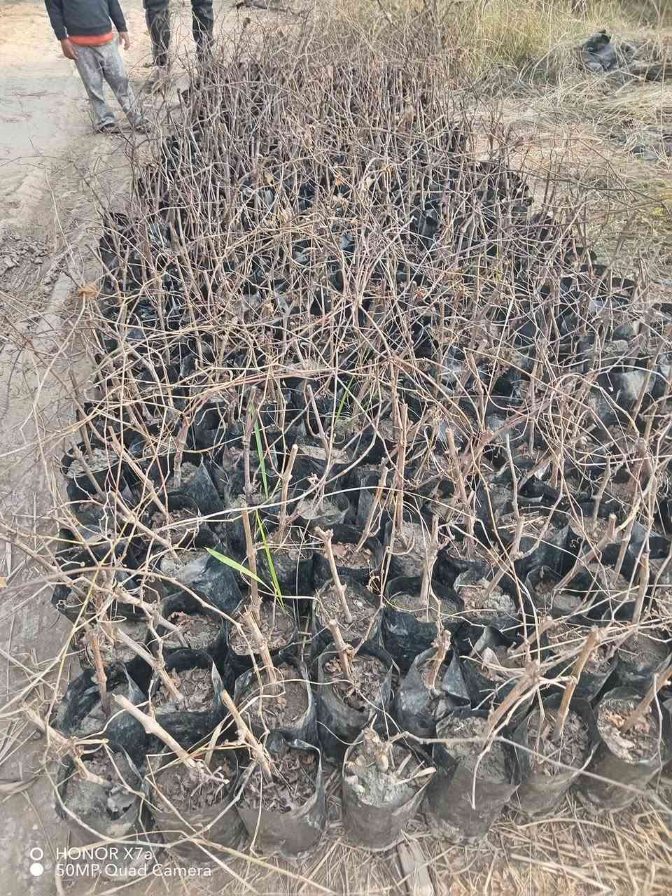 السلام عليكم شتلات عنب للبيع دايه
شده تركيه بالف  ١٠٠٠
حلواني ٧٥٠ 
العنوان حله سياحي قريه الساده ***********
