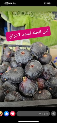 تين اسود • قاسم للفواكه • توصيل