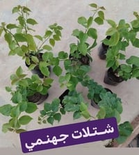 شتلات جهنمي • نباتات للبيع • زراعة حدائق • ديكور منزلي • توصيل نباتات ...