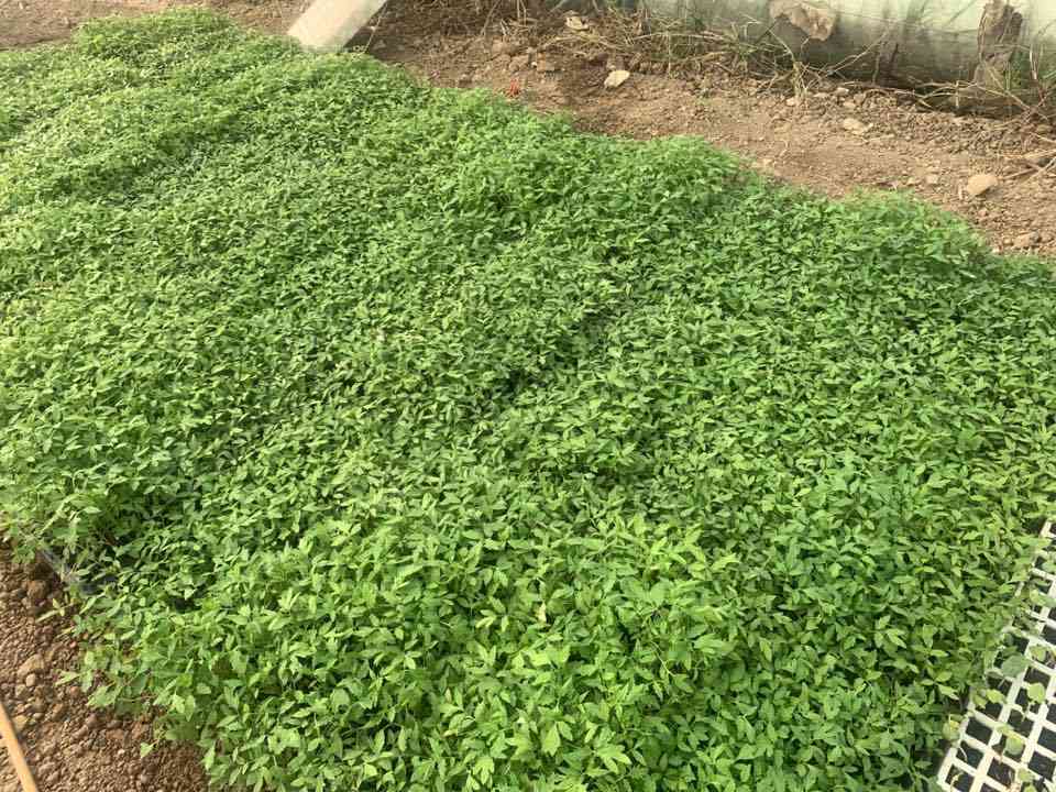 طماطم اوسكار/ المدينه /مونديال /مينسك
شتل درجة اولى 
مكتب الاوراد الزراعي 
السعود المثلث بداية طريق يثرب مقابل العلوة
اطلب الان 
ابو عمار السعدي /***********
زيدان ثابت الخزرجي/‭***********‬
حمزة ثابت ‭0780 043 5651‬
