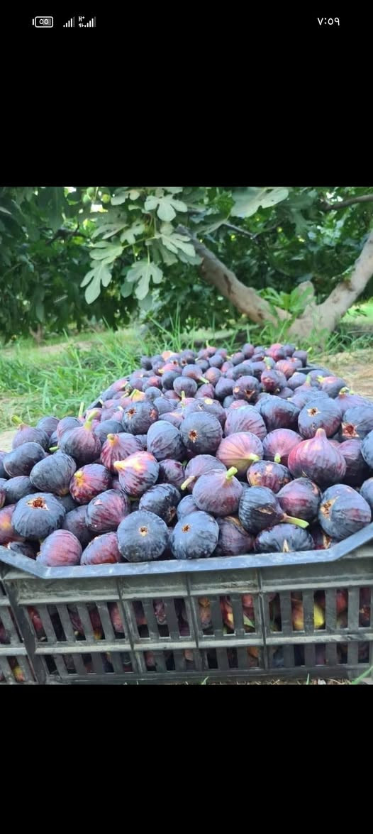 السلام عليكم مع بدايه الموسم ويانه ابدد لاتحتار لتسهيل تكاثر النباتات وتشجيع على زراعه والقضاء على التصحر في عموم العراق يتوفر لدينا جميع اقلام النباتات بكميات مفتوحه 
(1000) قلم جاهز مع القص انته عليك بس تزرع فقط بسعر مناسب جداً فقط ب(60)الف دينار ويوجد توصيل لجميع المحافظات العراق الحبيب اقلام المتوفرة (ياس،  عنب،  رمان،  تين،  زيتون، عنب  تكي،  ياس،  دفله) 
التعليمات من اجل نجاح عمليه الزراعه 
#اقل كميه 500 قلم 
اولا /بيت محمي بطول 3 امتار يمتاز بحراره عاليه 
ثانيا /توفير ضل مناسب او جلب سعف النخيل لغطاء من جميع الجوانب 
ثالثا /مراعاة المده الزمنيه لسقي الاقلام مايتراوح بين اسبوع والاخر 
رابعا/ يجب توفير رمل خالي من الاملاح والشوائب 
خامسا/ عنده تجذير الاقلام او انبات نبات بصوره واضحه يتطلب فتحه ثغره بصوره متقطعه  
فقط واتساب ***********
غير موجود على فيس بسبب الانشغال بلعمل
وشغل درجة اولى القلم يقص بيوم وندزه بيومه للحفاظ عليه من الجفاف
#وشغل درجة اولى وترتيب وتنظيم وفوكاه زياده لكل زباىنا في جميع المحافظات العراق 🇮🇶
  #بس مشتل زهره مشتل زهرة الربيع  يوصلك طلبك لباب البيت وفوكاه نتواصل ويه الزبون على مدار الاسبوع لنجاح الاقلام بصوره سليمه
