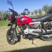 بوكسر جبلي • الحمزه الشرقي • 2025