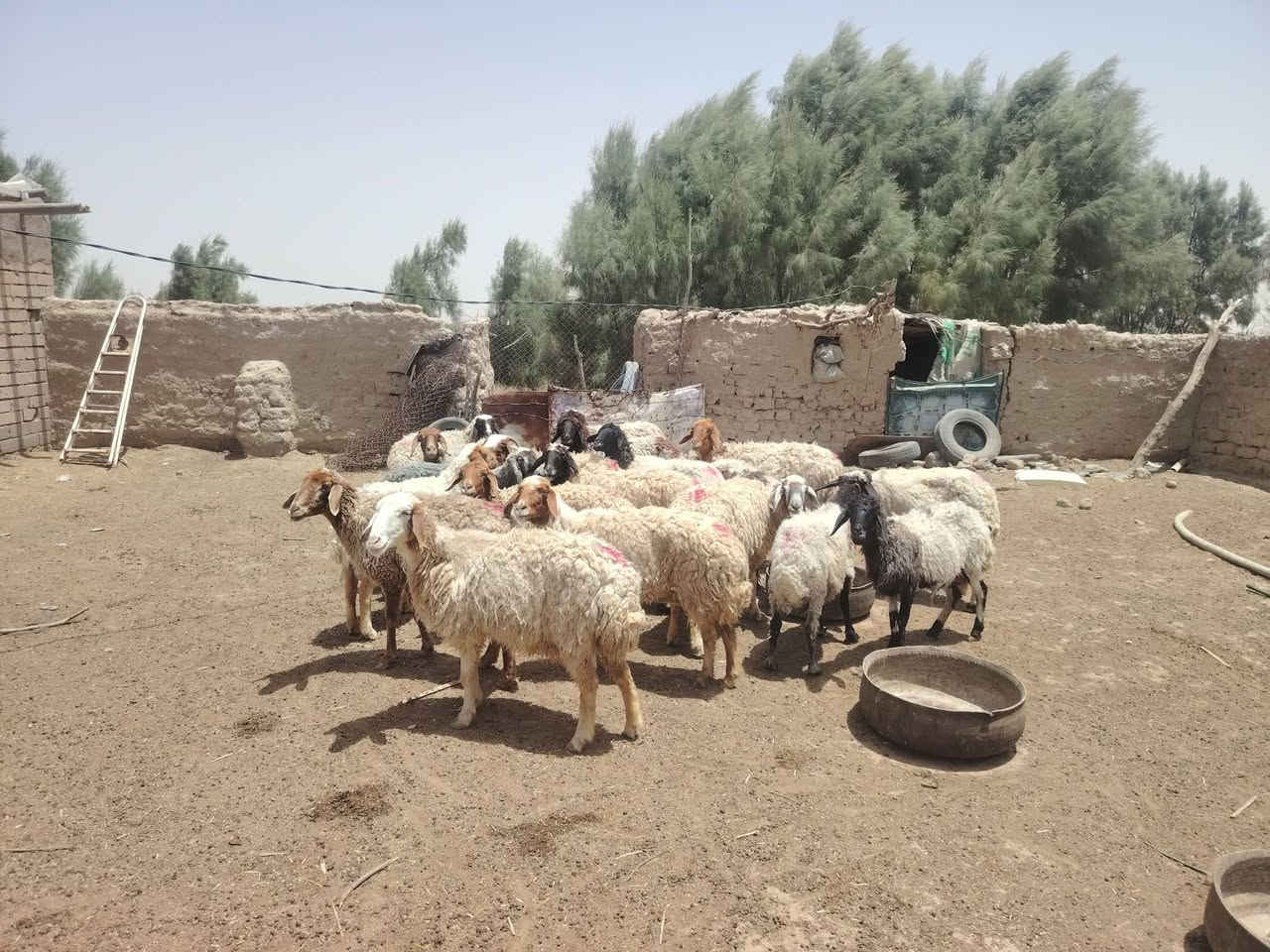 نعجات مضاريع   العدد 21 مهات مراح واحد    شرط جنيان وشرط صحاهه  كل عيب مابيهن بيهن مجال   شراي ينتصل *********** مكاني الدوانيه الشافعيه
