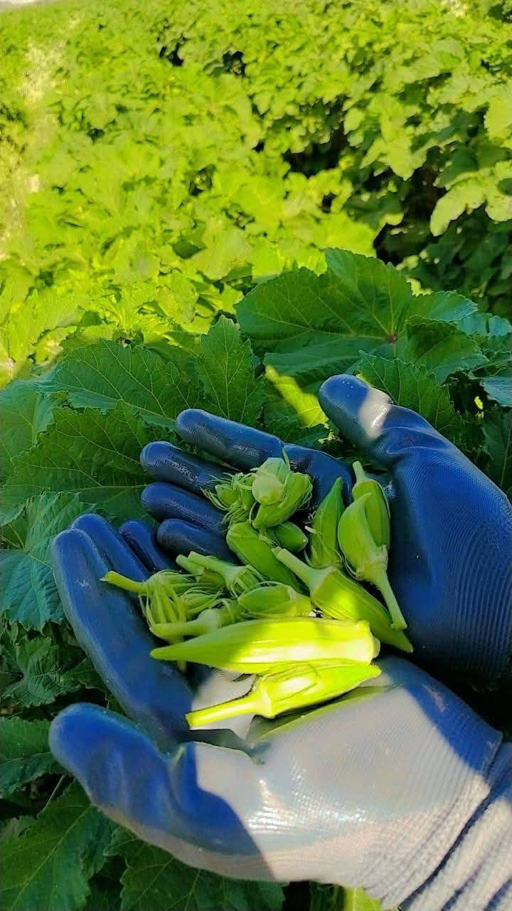 بذور بانيا درجه أولى للبيع


**إذا كنت صاحب هذا الإعلان وتريد حذفه لأي سبب، رجاءا أرسل رسالة إلى الدعم الفني**