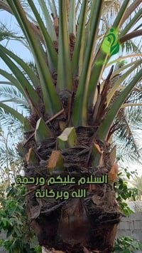 هيوماك سلوفاكي • نخيل البرحي • ٢ كغم للشجرة