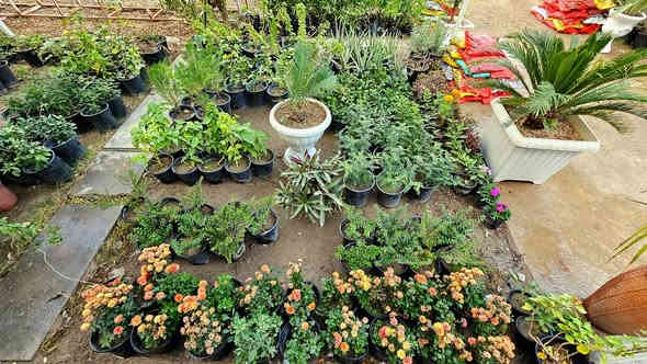 #إعلان
من أرقى الورود والاشجار متوفر وبسعار ممتازه  
متوفر ورده الياسمين والجهنمي بكل الانواع  والجوري  وأشجار الضلي  بحجام صغيره وكبيره  متوفر أيضا انواع سندان الأشجار 
راح تلكون هناء الي متلكونه بغير مكان متوفر عنده وحتى إذا عندك زرع مختلف تكدر اطلبة ويتفر الك (المشتل المتنبي الفرع الثاني )  صاحب المشتل الإنسان الراقي علي حازم القريشي 
‎0785 444 8020
 تفضلو المشتل ميقصر وياكم.  والي يجي من طرفي راح يكون اله خصم التقدير  العنوان مجاوب مدينه احلام  للعاب  في النعمانية
