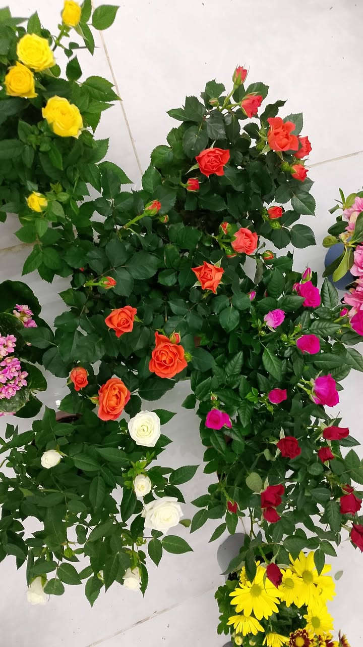 انواع النباتات الضليه والخارجيه توصيل داخل كركوك وخارج 
للستفسار راسلو صفحه


**إذا كنت صاحب هذا الإعلان وتريد حذفه لأي سبب، رجاءا أرسل رسالة إلى الدعم الفني**