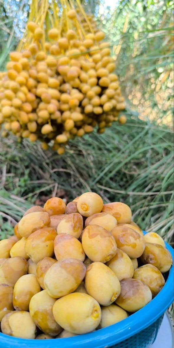 تخلص من حشرة العنكبوت والغبار اللي يخرب العذوق!
نوفر لك خدمة رش ومكافحة سريعة ومضمونة لإنقاذ الموسم.
📌 تواصل معنا اليوم ودع الباقي علينا: ***********
