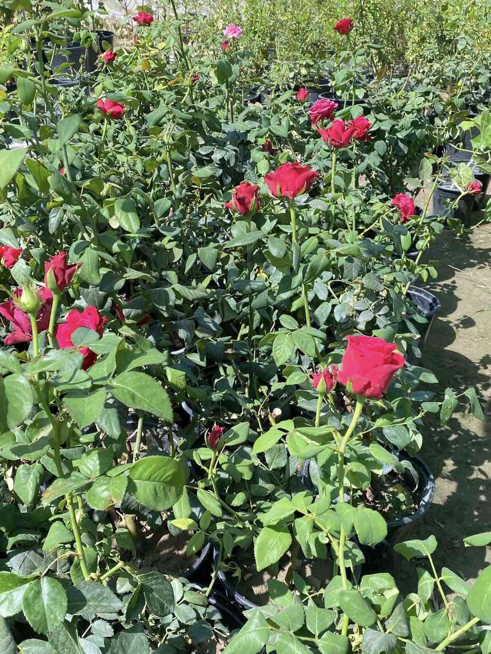#عرض_خاص 🌸
#عروض_عيد_الغدير_الاغر 🌸
#الثبات_على_الولاية 🌸

ورد جوري جعوب 
مثل ماواضح بالصورة
النوع تركي : مزروع والتكاثر في بغداد
السعر / 4.000 آلاف دينار 
كل ثلاث شتلات ب 10 الاف دينار فقط 🌸


**إذا كنت صاحب هذا الإعلان وتريد حذفه لأي سبب، رجاءا أرسل رسالة إلى الدعم الفني**